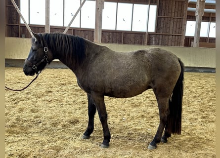 Leonharder, Klacz, 3 lat, 150 cm, Bułana