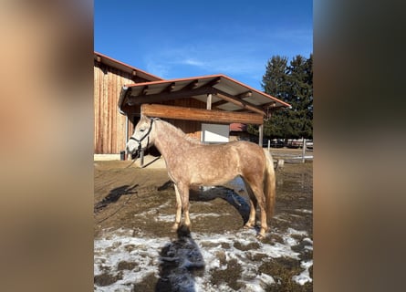 Leonharder, Klacz, 3 lat, 151 cm, Siwa