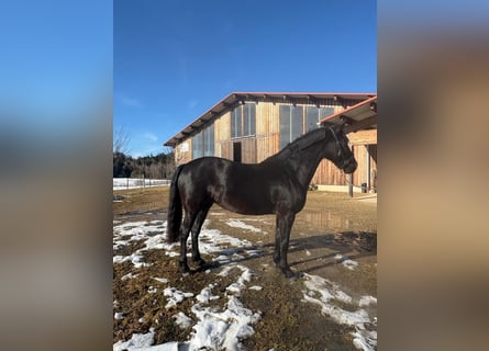 Leonharder, Klacz, 7 lat, 155 cm, Kara