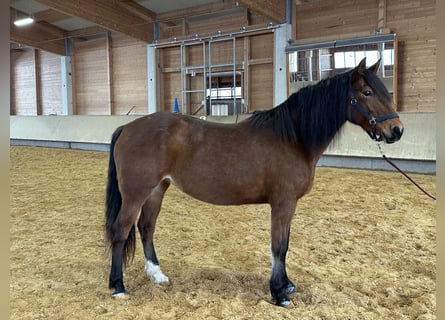 Leonharder, Klacz, 8 lat, 156 cm, Gniada