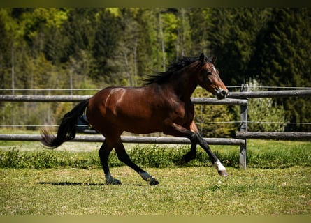 Leonharder, Merrie, 3 Jaar, 158 cm, Bruin