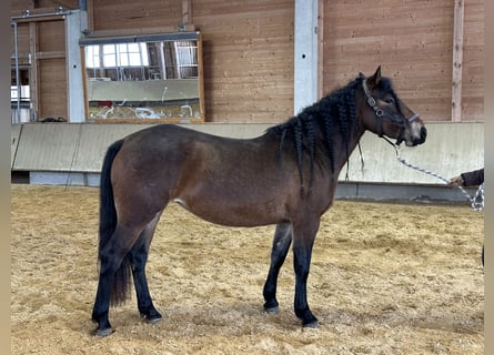Leonharder, Merrie, 4 Jaar, 156 cm, Bruin
