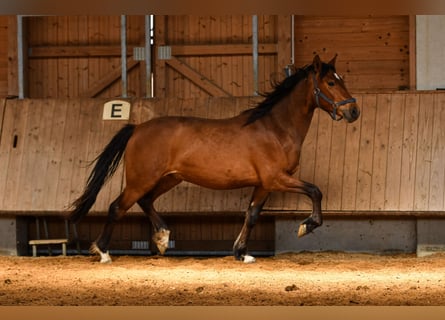 Leonharder, Ruin, 2 Jaar, 143 cm, Bruin