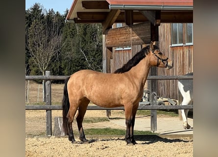 Leonharder, Stute, 3 Jahre, 147 cm, Hellbrauner