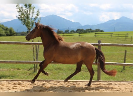 Leonharder, Stute, 3 Jahre, 150 cm, Falbe