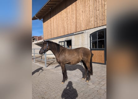Leonharder, Stute, 3 Jahre, 150 cm, Falbe