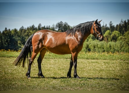 Leonharder, Stute, 3 Jahre, 153 cm, Brauner
