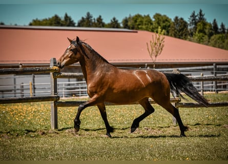 Leonharder, Stute, 3 Jahre, 156 cm, Brauner