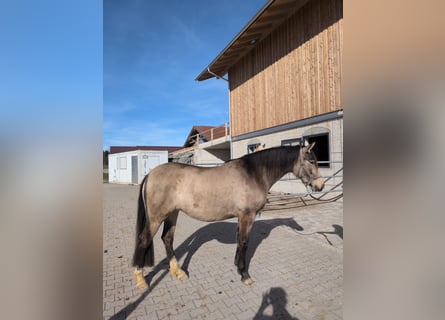 Leonharder, Stute, 3 Jahre, 156 cm, Buckskin