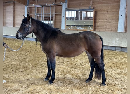 Leonharder, Stute, 4 Jahre, 156 cm, Brauner