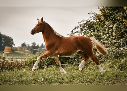 Leonharder, Wałach, 2 lat, 143 cm, Kasztanowata