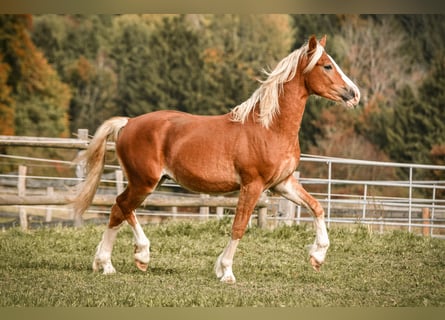 Leonharder, Wałach, 2 lat, 145 cm, Kasztanowata