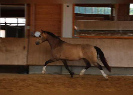 Leonharder, Wallach, 3 Jahre, 152 cm, Falbe