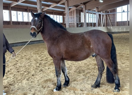 Leonharder, Wallach, 4 Jahre, 146 cm, Brauner