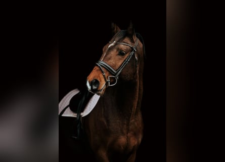 Lets warmbloed, Hengst, 4 Jaar, 167 cm, Roodbruin