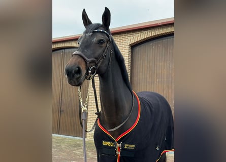 Lets warmbloed, Merrie, 10 Jaar, 168 cm, Bruin