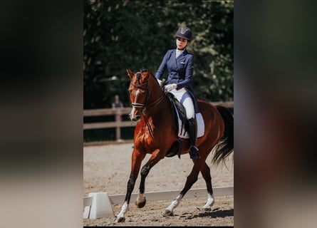 Lets warmbloed, Ruin, 10 Jaar, 165 cm