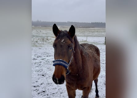 Lets warmbloed Mix, Ruin, 3 Jaar, 155 cm, Bruin