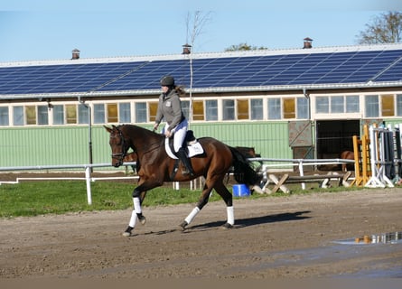 Lets warmbloed, Ruin, 4 Jaar, 170 cm, Bruin