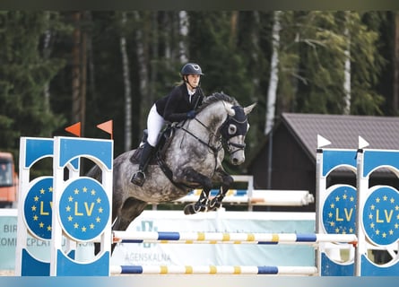 Lets warmbloed, Ruin, 7 Jaar, 168 cm, Schimmel