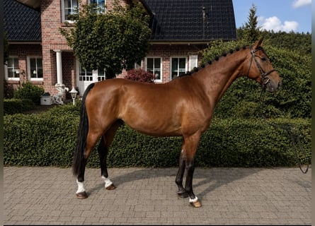 Lets warmbloed, Ruin, 7 Jaar, 169 cm, Bruin