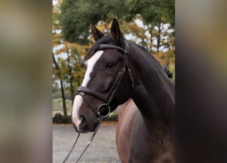 Lets warmbloed, Ruin, 9 Jaar, 170 cm, Donkerbruin