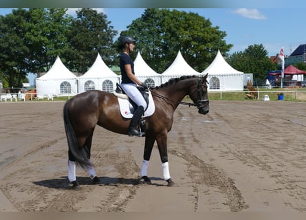 Lettisches Warmblut, Stute, 10 Jahre, 166 cm, Dunkelbrauner