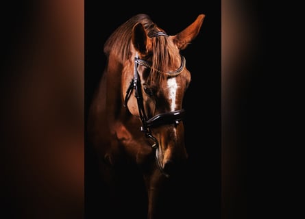 Lettisches Warmblut, Stute, 10 Jahre, Dunkelfuchs