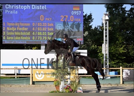 Lettisches Warmblut, Stute, 11 Jahre, Schwarzbrauner