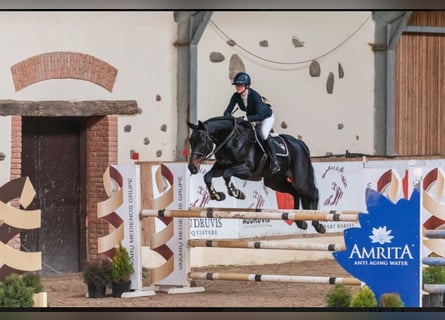 Lettisches Warmblut, Stute, 12 Jahre, 170 cm, Schwarzbrauner