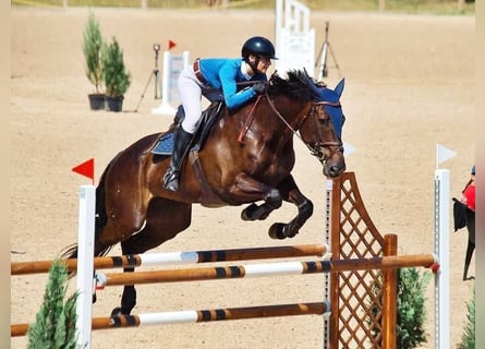 Lettisches Warmblut, Stute, 12 Jahre, 170 cm