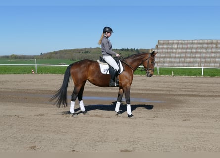 Lettisches Warmblut, Stute, 17 Jahre, 167 cm, Brauner