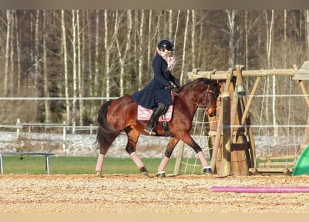 Lettisches Warmblut Mix, Stute, 5 Jahre, 154 cm, Rotbrauner