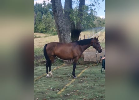 Lettisches Warmblut, Stute, 6 Jahre, 169 cm, Brauner
