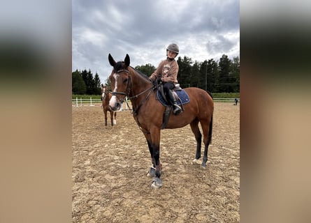 Lettisches Warmblut, Stute, 7 Jahre, 164 cm, Rotbrauner