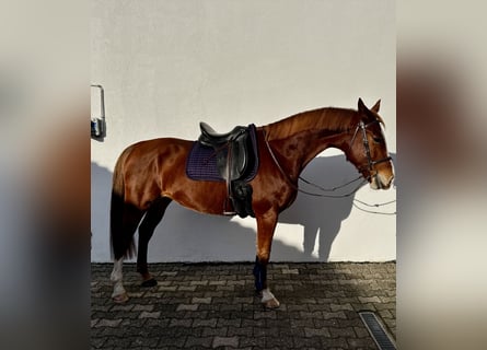 Lettisches Warmblut, Stute, 7 Jahre, 165 cm, Fuchs