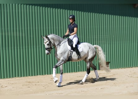 Lettisches Warmblut, Stute, 7 Jahre, 169 cm, Schimmel