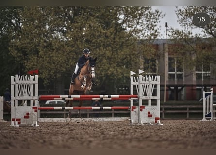 Lettisches Warmblut, Stute, 9 Jahre, 170 cm, Rotbrauner