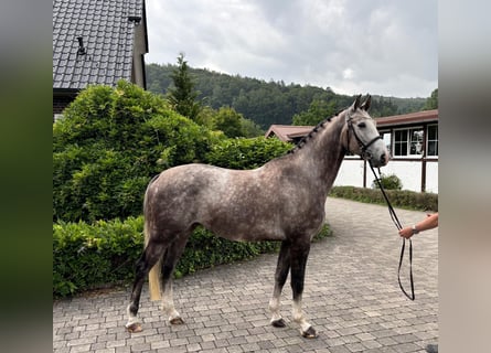 Lettisches Warmblut, Wallach, 5 Jahre, 166 cm, Apfelschimmel