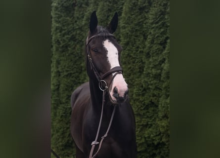 Lettisches Warmblut, Wallach, 5 Jahre, 170 cm, Dunkelbrauner