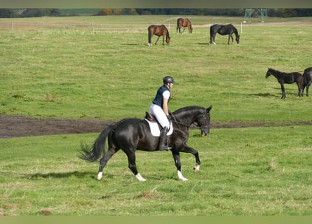 Lettisches Warmblut, Wallach, 7 Jahre, 176 cm, Rappe