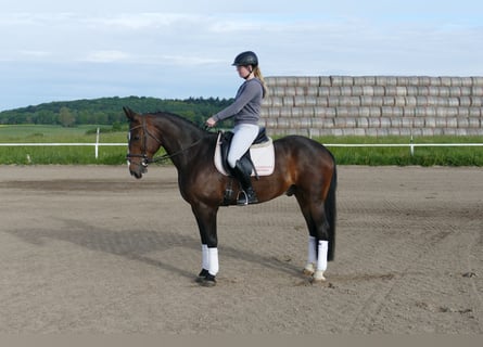 Lettisches Warmblut, Wallach, 8 Jahre, 160 cm, Dunkelbrauner
