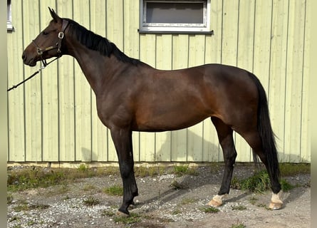 Lettisches Warmblut, Stute, 10 Jahre, 168 cm, Brauner