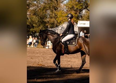 Lettisches Warmblut, Wallach, 5 Jahre, 155 cm, Rotbrauner