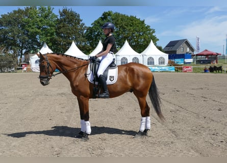 Lettone, Castrone, 5 Anni, 169 cm, Baio