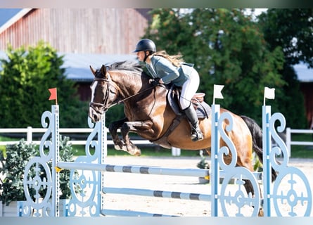 Lettone, Castrone, 9 Anni, 170 cm, Baio scuro