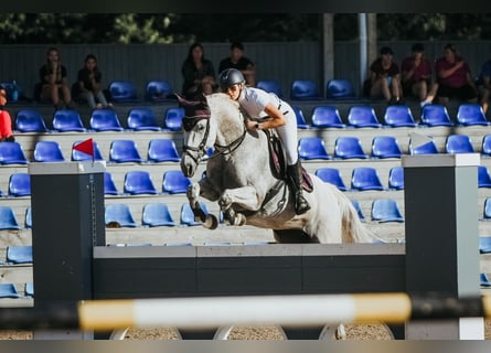 Lettone, Giumenta, 16 Anni, 159 cm, Grigio