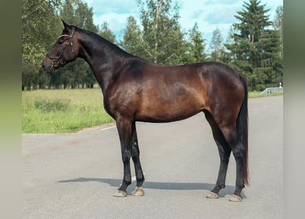 Lettone, Giumenta, 6 Anni, 170 cm, Baio scuro