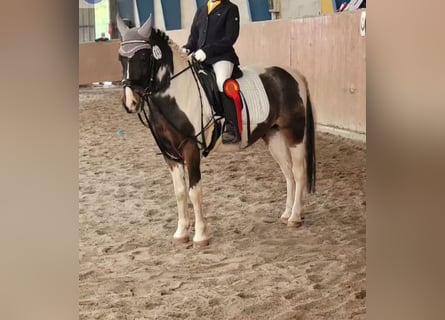 Lewitzer, Caballo castrado, 18 años, 125 cm, Pío