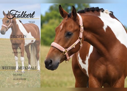 Lewitzer Mestizo, Caballo castrado, 4 años, 148 cm, Pío